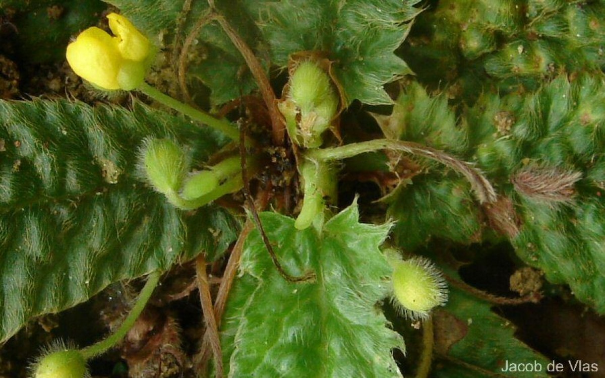 Acrotrema uniflorum Hook.